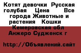 Котят девочки “Русская голубая“ › Цена ­ 0 - Все города Животные и растения » Кошки   . Кемеровская обл.,Анжеро-Судженск г.